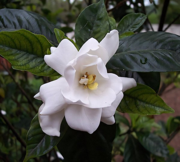 Gardenia flower from the gardens at Monticello. Credit: Wikimedia Commons, Queerbubbles CC BY-SA 3.0